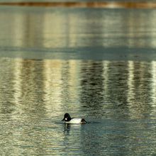 Load image into Gallery viewer, Photographic print of a neck gaiter with a baby duck from Ana's Camera Work with beautiful winter colors