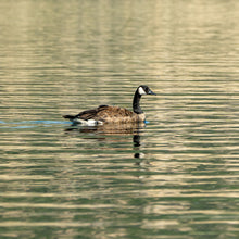 Load image into Gallery viewer, A photograph of a duck swimming on the water