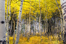 Load image into Gallery viewer, Aspens Yellow Fall - Digital Download - Ana.s.CameraWork