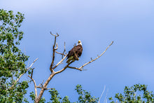 Load image into Gallery viewer, Metal prints - Sky Watcher – American Bald Eagle