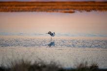 Load image into Gallery viewer, Metal prints - Solitary Grace at Sunset – American Avocet