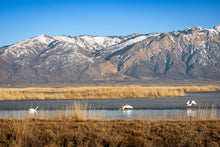 Load image into Gallery viewer, Swans in the Bear River Refuge - Utah - Ana.s.CameraWork