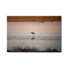 Load image into Gallery viewer, Metal prints - Solitary Grace at Sunset – American Avocet