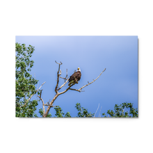 Load image into Gallery viewer, Metal prints - Sky Watcher – American Bald Eagle