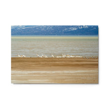 Load image into Gallery viewer, Metal prints - Shoreline Gathering – Pelicans at Bear Lake