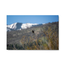Load image into Gallery viewer, Metal prints - Morning Perch – Red-Winged Blackbird