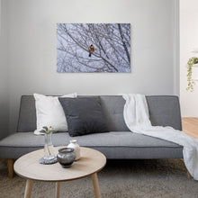 Load image into Gallery viewer, Metal prints - Spring Messenger – American Robin in the Snow