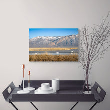 Load image into Gallery viewer, Swans in the Bear River Refuge - Utah - Ana.s.CameraWork