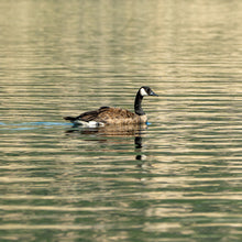 Load image into Gallery viewer, A photograph of a duck swimming on the water
