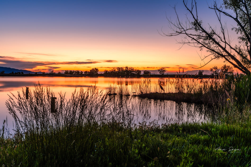 Sunset at Bountiful Lake and a blue heron among the branches, a mix of orange, pink and green colors, ready to download, sent to print  and decorate your home