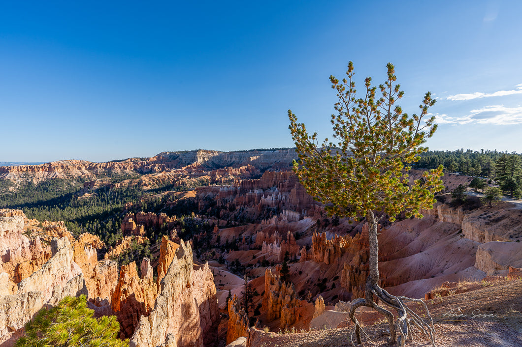 Hoodoos and The Tree - Digital Download