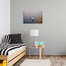 Load image into Gallery viewer, Metal prints - Crested Mallard Duck at Bountiful Lake
