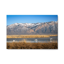 Load image into Gallery viewer, Metal print - Swans in the Bear River Refuge - Utah
