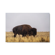Load image into Gallery viewer, Metal prints - Bison on a Rainy Day, Antelope Island
