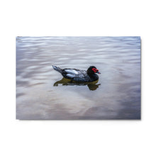 Load image into Gallery viewer, Metal prints - Muscovy Duck at Beus Pond
