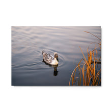 Load image into Gallery viewer, Metal prints - Crested Mallard Duck at Bountiful Lake

