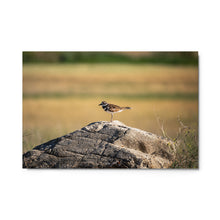 Load image into Gallery viewer, Metal prints - The Graceful Killdeer Bird
