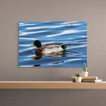 Load image into Gallery viewer, Metal prints - Quiet Waters – Mallard at Bountiful Lake.
